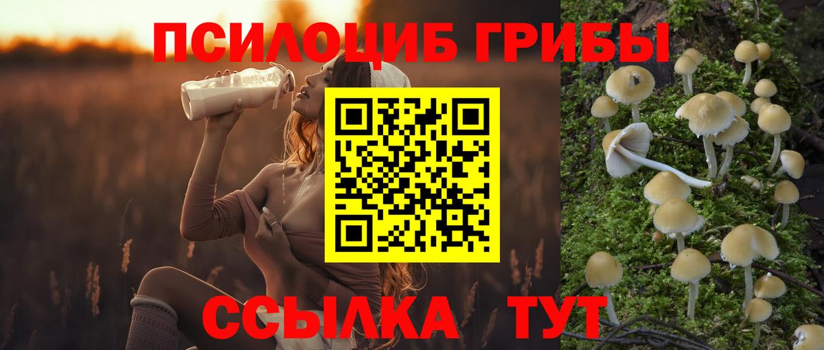 Галлюциногенные грибы Psilocybe Узловая